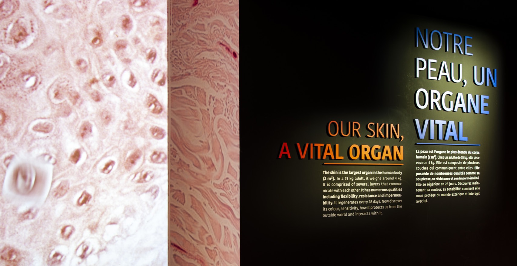 La fabrique créative conception et réalisation de l'exposition Dans ma peau au Musée de l'Homme pour L'Oréal